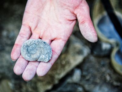 Fundstück beim Fossilienklopfen